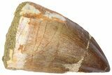 Fossil Mosasaur (Thalassotitan) Tooth - Morocco #364159-1